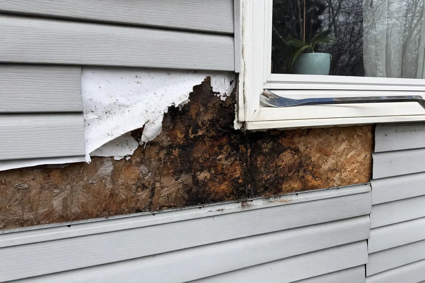 Two courses of grey vinyl siding removed below a window corner, exposing torn housewrap and dark water-stained sheathing behind it
